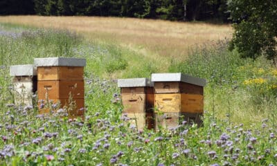 Mèze : Un rucher pédagogique installé pour sensibiliser à la protection des abeilles et de la biodiversité