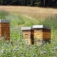 Mèze : Un rucher pédagogique installé pour sensibiliser à la protection des abeilles et de la biodiversité