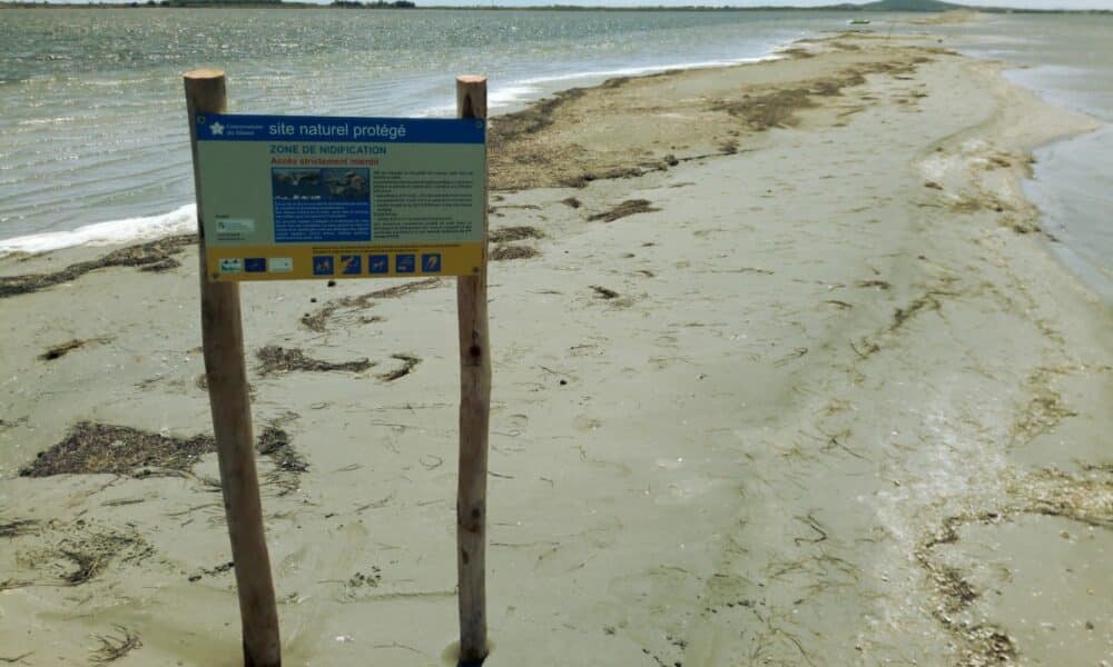 Interdiction de la navigation près des nids d'oiseaux sur l'étang de Thau