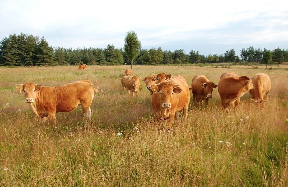 Poussan : la Région Occitanie met à disposition des agriculteurs ses terrains