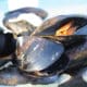 Thau : interdiction de consommation des moules et palourdes de l’étang