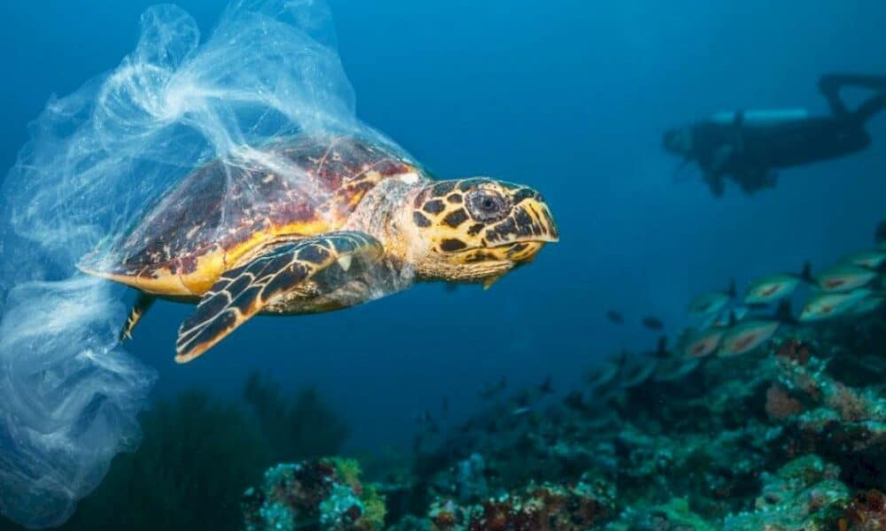 oceans :-le-traite-historique-pour-proteger-la-haute-mer-enfin-valide-a-l’onu