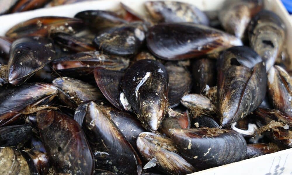 Thau : les moules et palourdes peuvent à nouveau être savourées en toute confiance