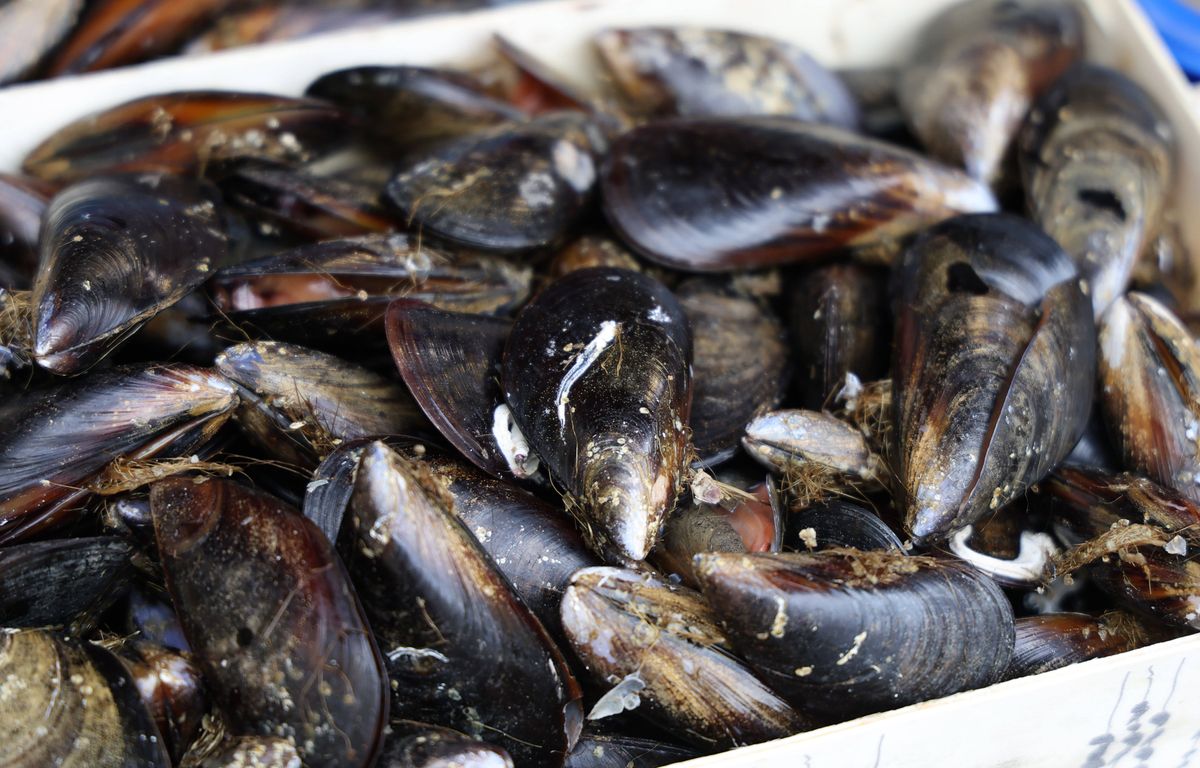 Thau : les moules et palourdes peuvent à nouveau être savourées en toute confiance