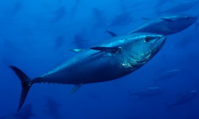 La protection des zones marines permettrait d'augmenter la pêche de 12%