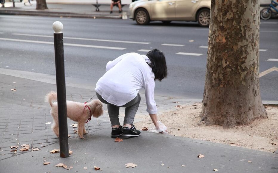 Chasse aux crottes : Béziers introduit l'obligation d'un passeport génétique pour les chiens