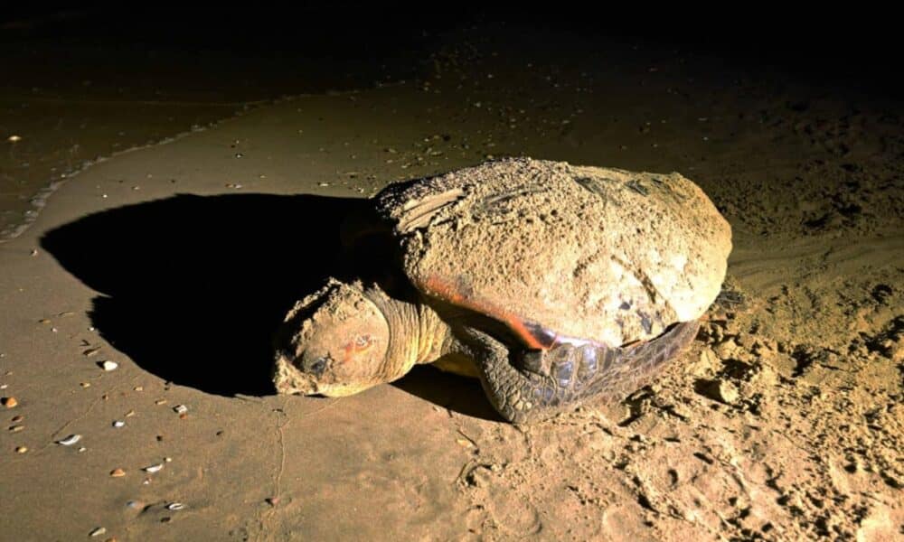 Marseillan : Une tortue Caouanne pond ses œufs sur la plage, sous le regard émerveillé des touristes