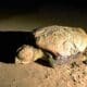 Marseillan : Une tortue Caouanne pond ses œufs sur la plage, sous le regard émerveillé des touristes