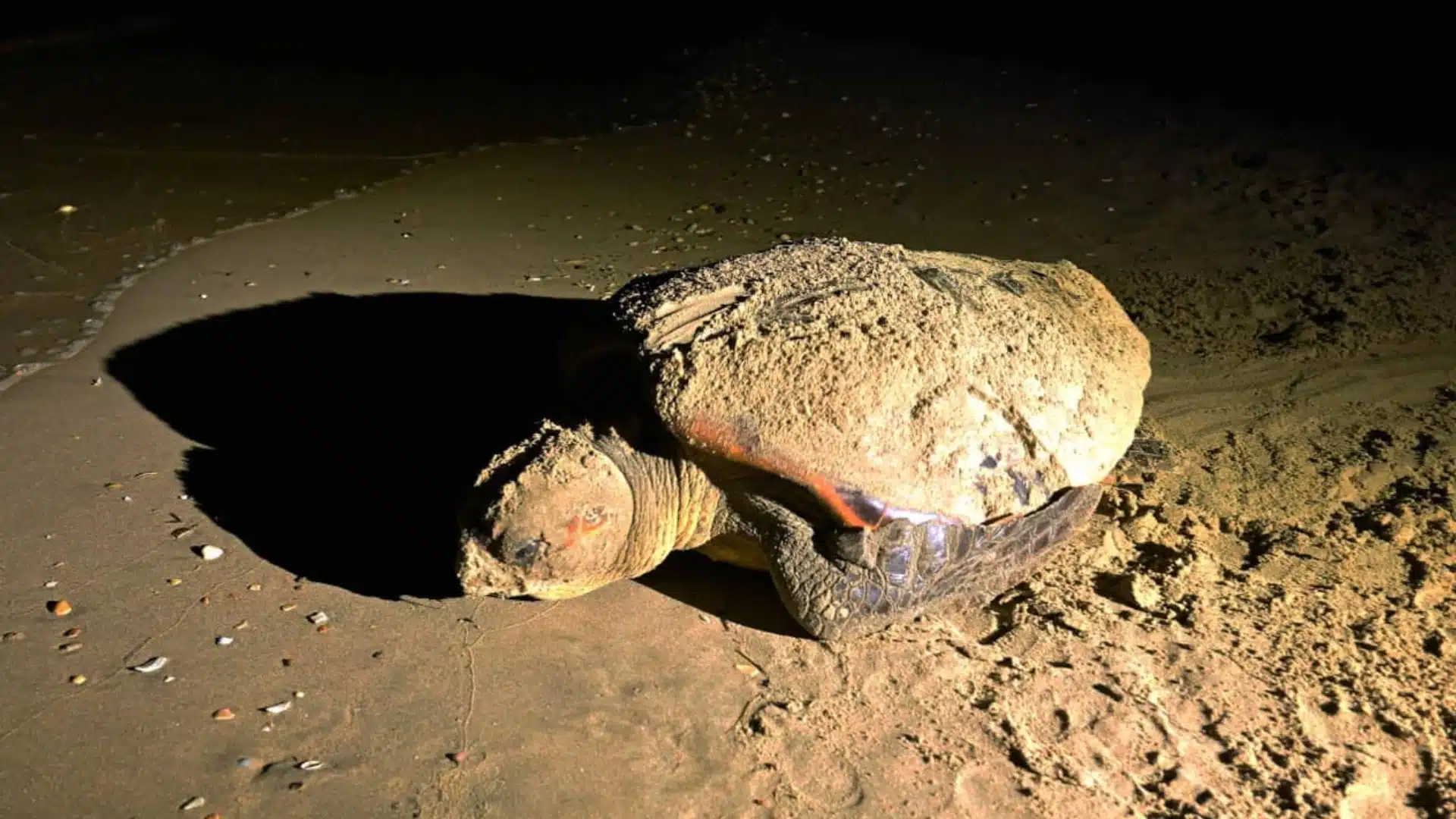 Marseillan : Une tortue Caouanne pond ses œufs sur la plage, sous le regard émerveillé des touristes