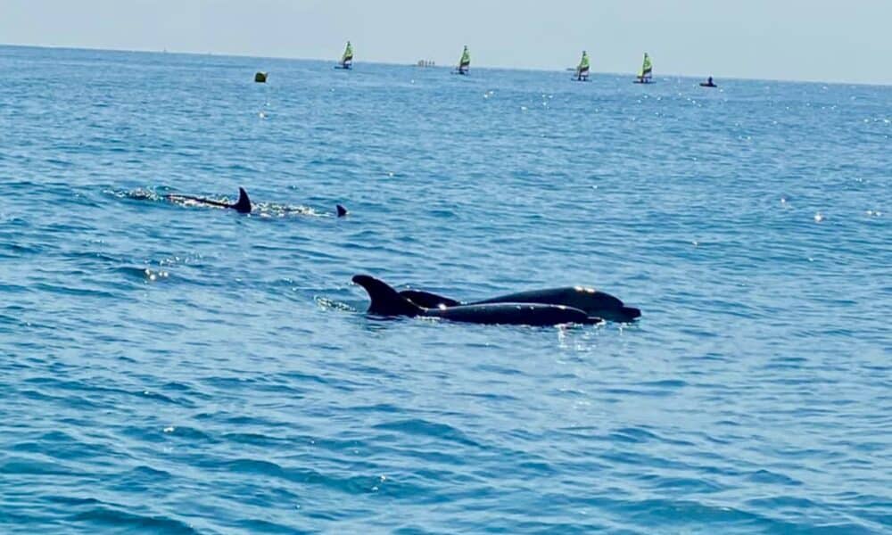 Sète : des dauphins s'invitent dans le port au plus grand bonheur des résidents