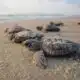 Sète : une nouvelle ponte exceptionnelle d’une tortue Caouanne