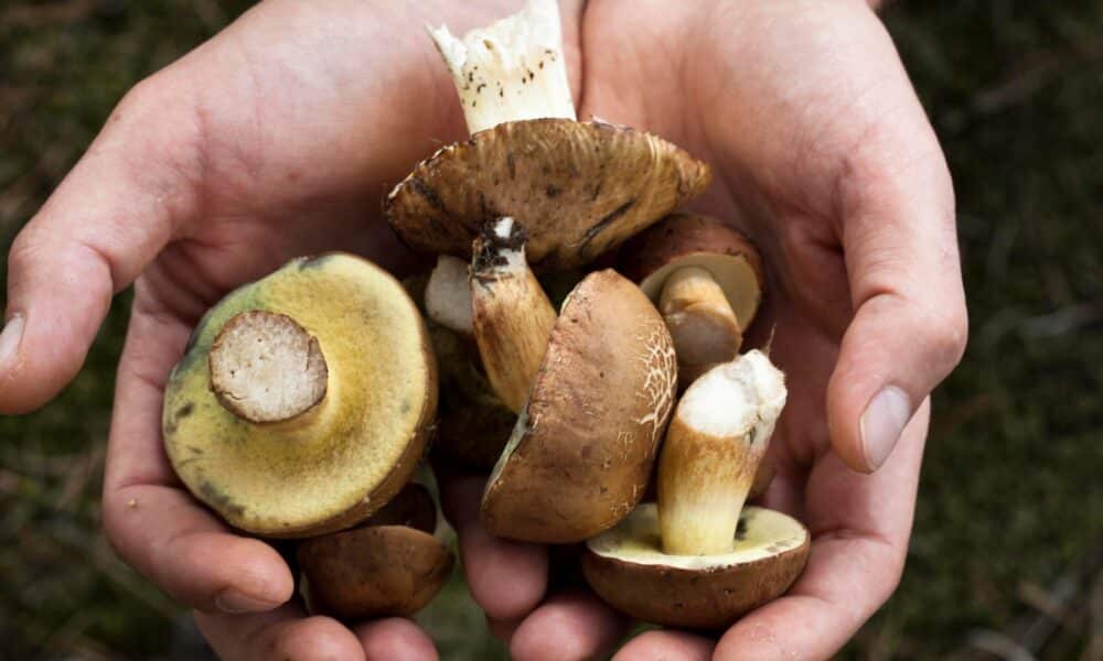 Hausse inquiétante des intoxications aux champignons en France