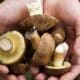 Hausse inquiétante des intoxications aux champignons en France
