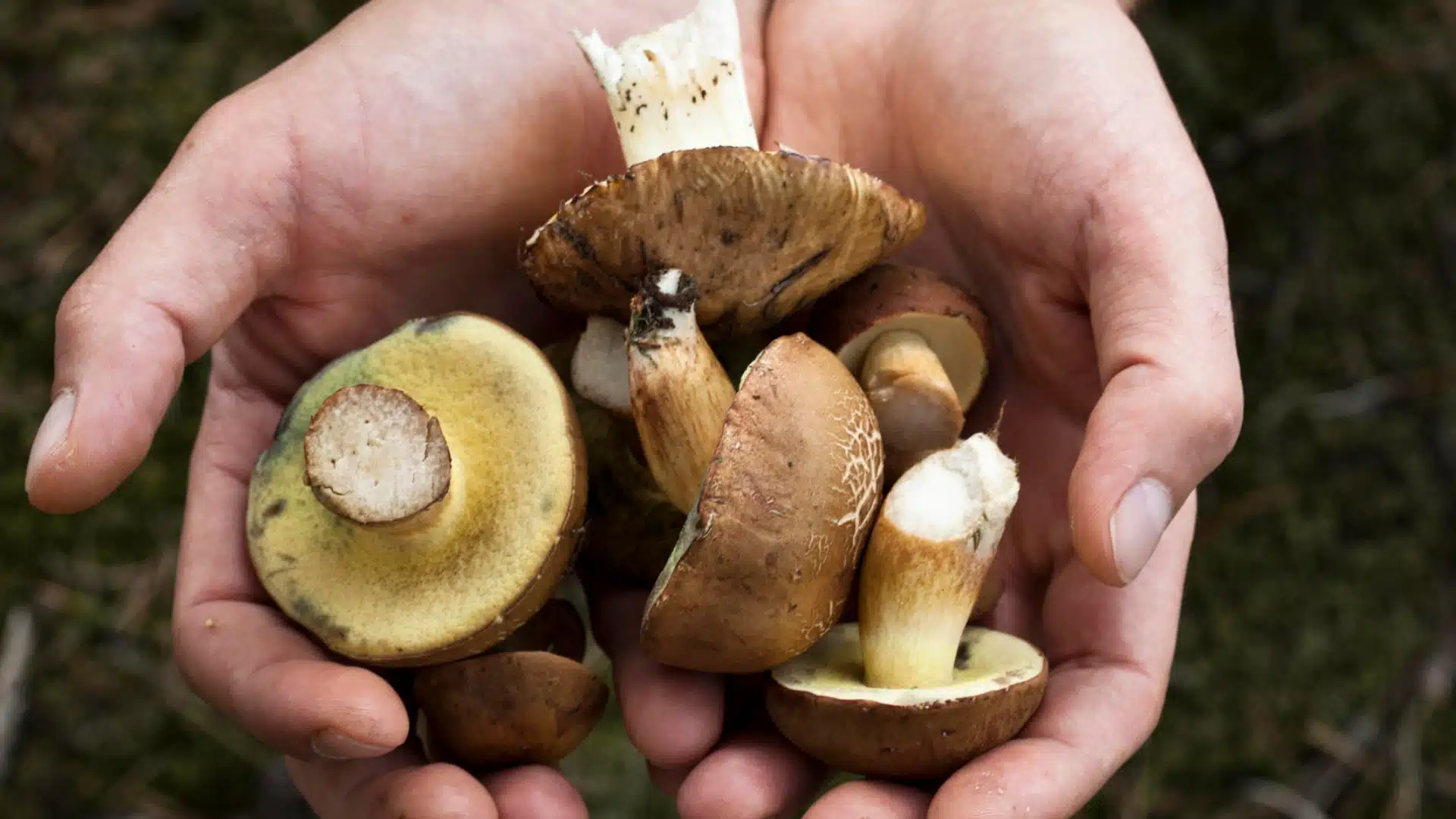 Hausse inquiétante des intoxications aux champignons en France