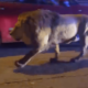 Italie : un lion sème la panique en ville après s’être échappé d’un cirque