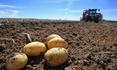 Flambée des Prix : le kilo de pommes de terre grimpe de 23% en un an