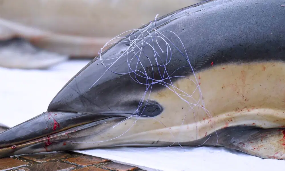 Les pêcheurs à l'arrêt forcé pour protéger les dauphins dans le golfe de Gascogne