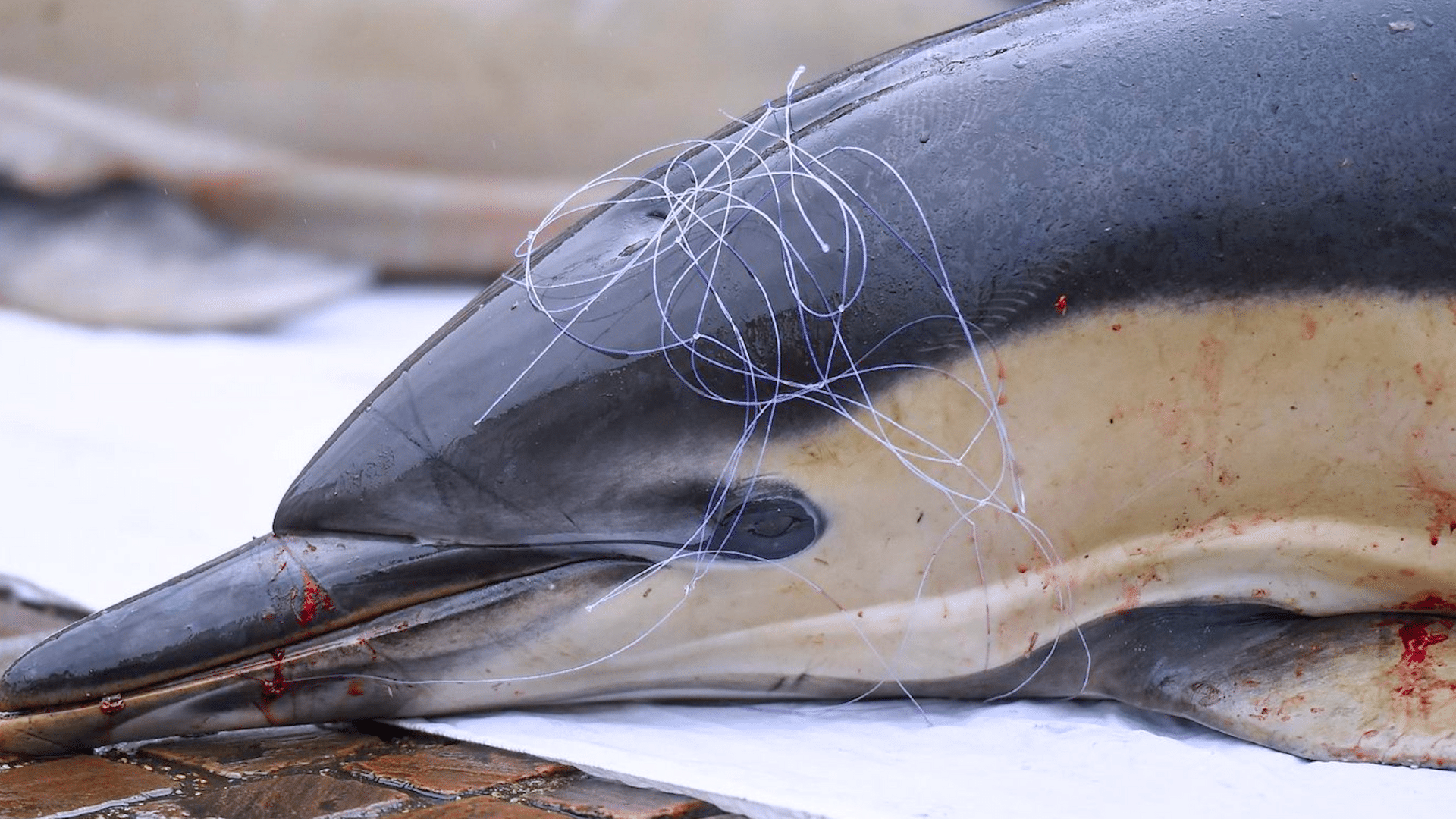 Les pêcheurs à l'arrêt forcé pour protéger les dauphins dans le golfe de Gascogne
