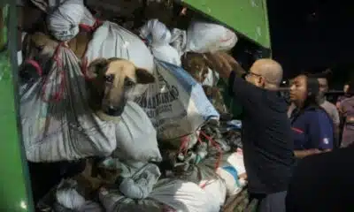 Indonésie: 200 chiens destinés à être mangés découverts dans un camion