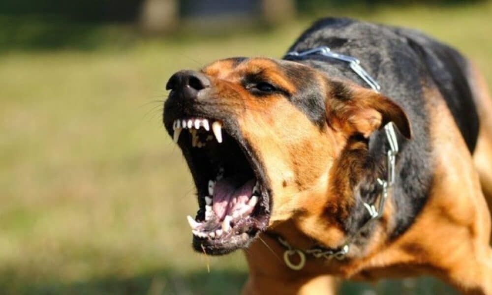 "Vas-y, bouffe-les !", il ordonne à son chien d’attaquer quatre policiers