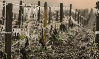 Les agriculteurs redoutent le retour du gel : les récoltes menacées par le froid