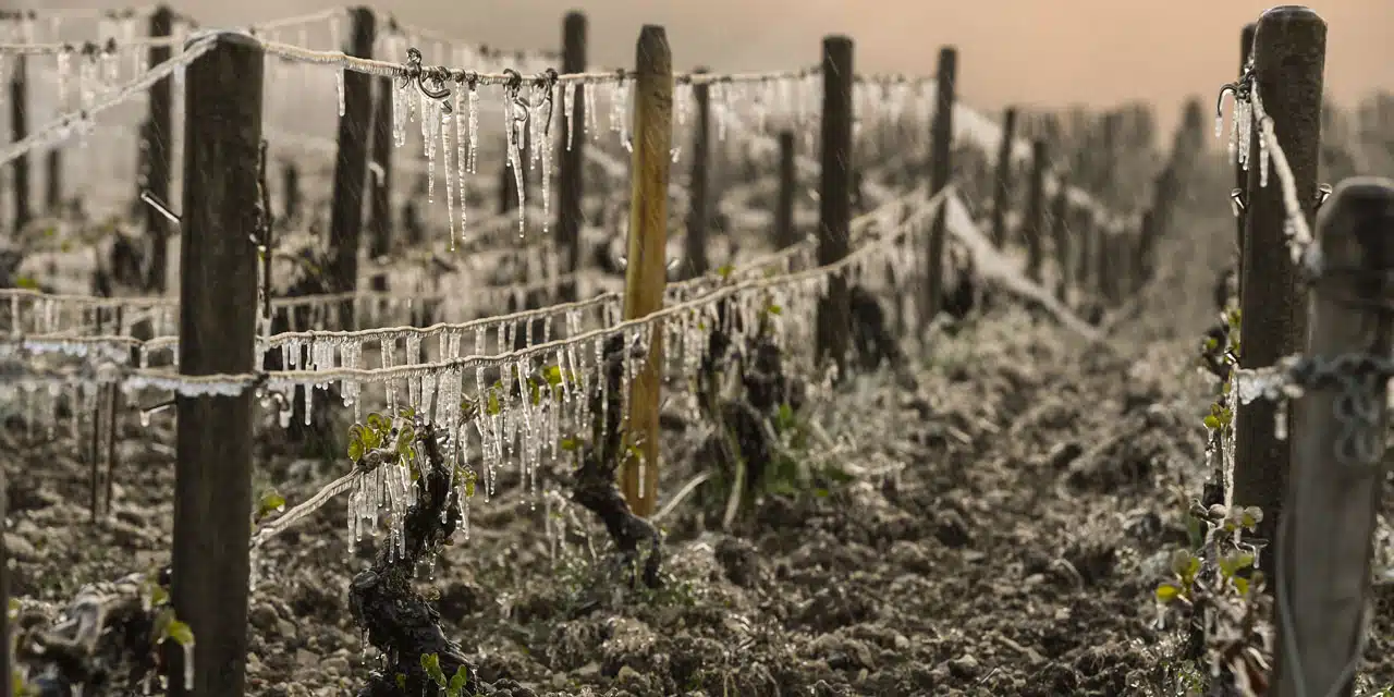 Les agriculteurs redoutent le retour du gel : les récoltes menacées par le froid