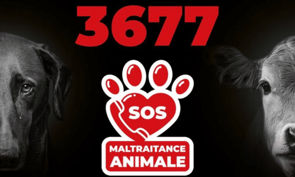 3677 : un nouveau numéro de téléphone unique pour dénoncer la maltraitance animale