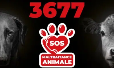 3677 : un nouveau numéro de téléphone unique pour dénoncer la maltraitance animale