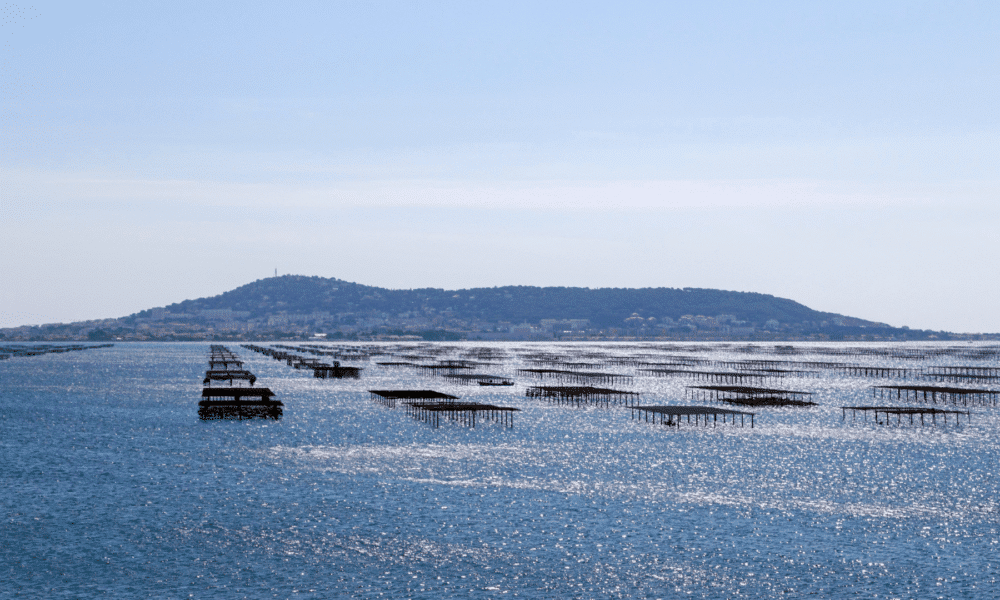 Thau : Restriction sur les moules, palourdes et gastéropodes
