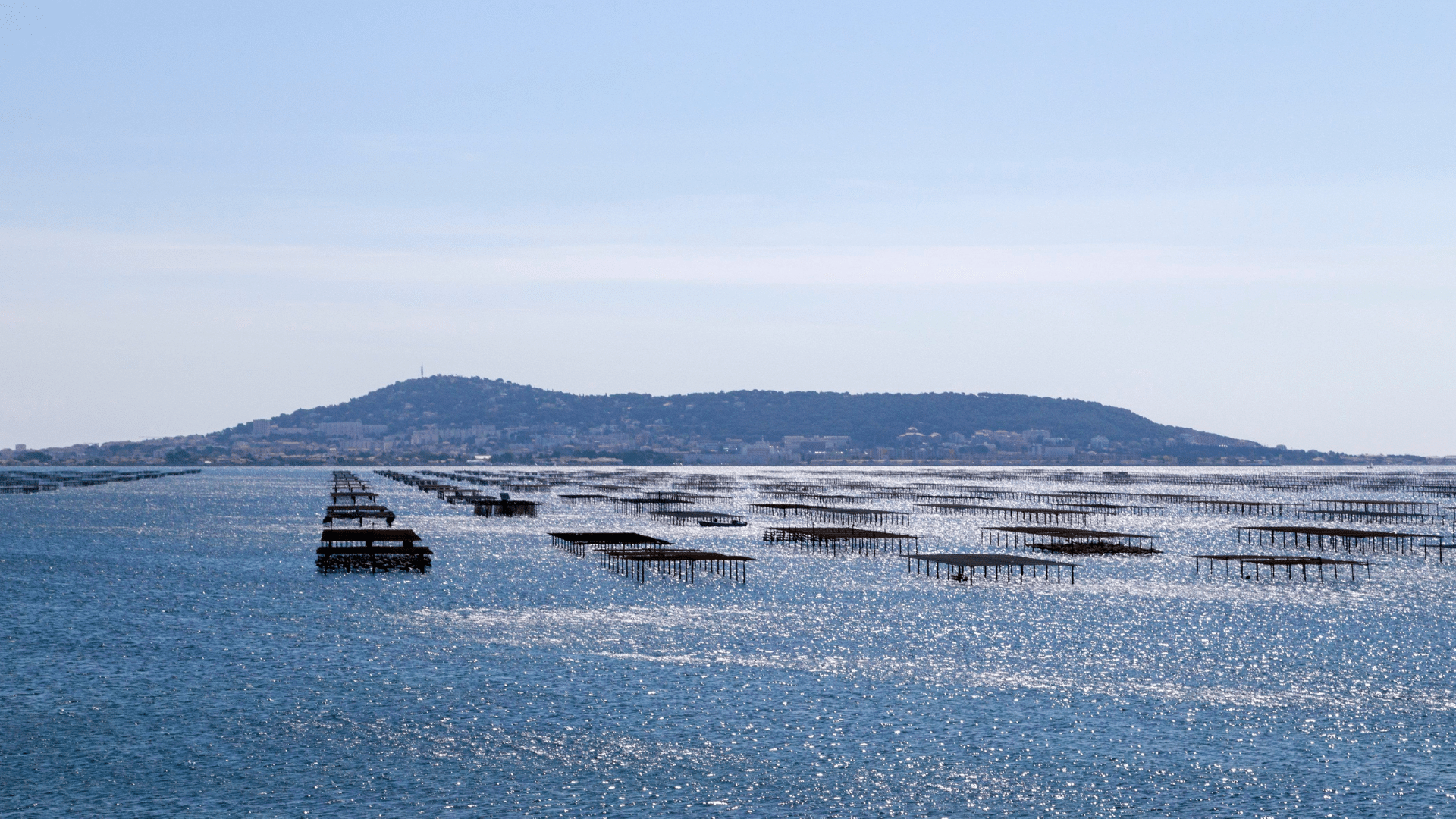 Thau : Restriction sur les moules, palourdes et gastéropodes
