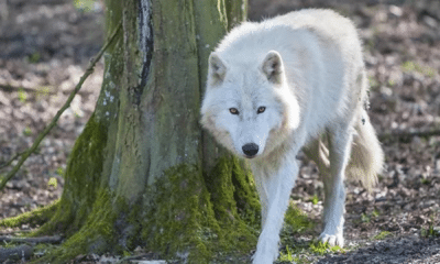 Zoo de Thoiry : une femme attaquée par des loups évacuée en urgence absolue