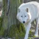 Zoo de Thoiry : une femme attaquée par des loups évacuée en urgence absolue