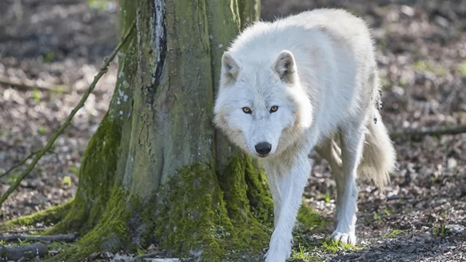 Zoo de Thoiry : une femme attaquée par des loups évacuée en urgence absolue