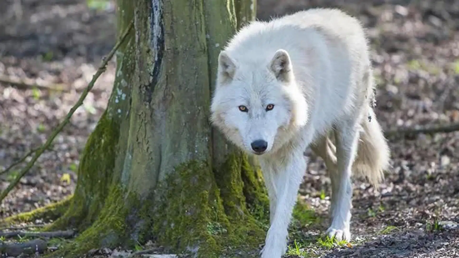 Zoo de Thoiry : une femme attaquée par des loups évacuée en urgence absolue