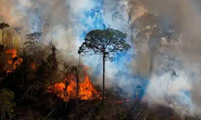 Planète : L’Amazonie connaît son pire début d’année en vingt ans en matière d’incendies