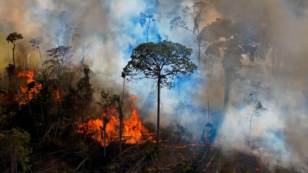 Planète : L’Amazonie connaît son pire début d’année en vingt ans en matière d’incendies