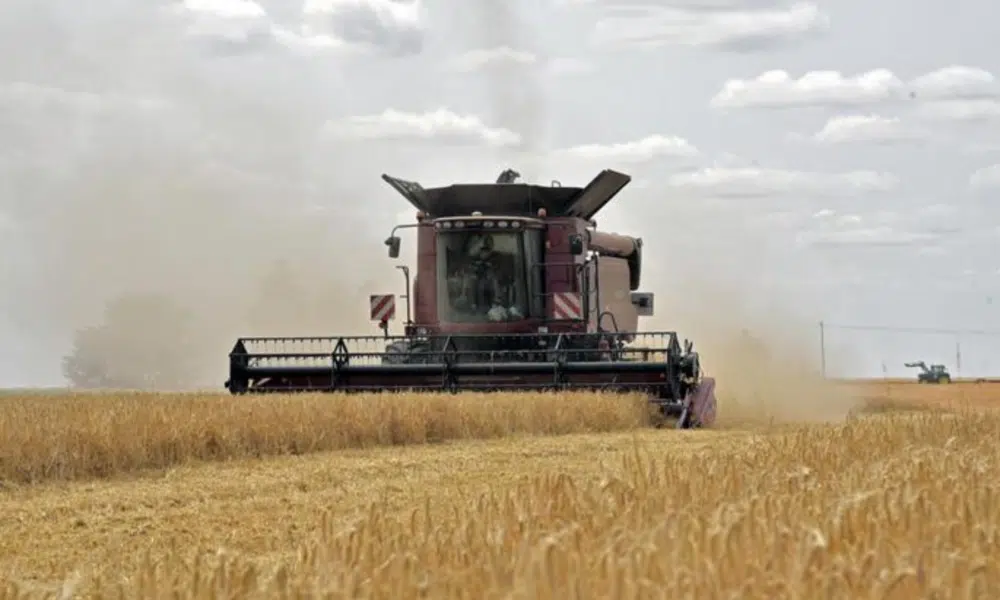 Blé : le ministère de l'Agriculture alerte sur la "pire récolte des 40 dernières années"