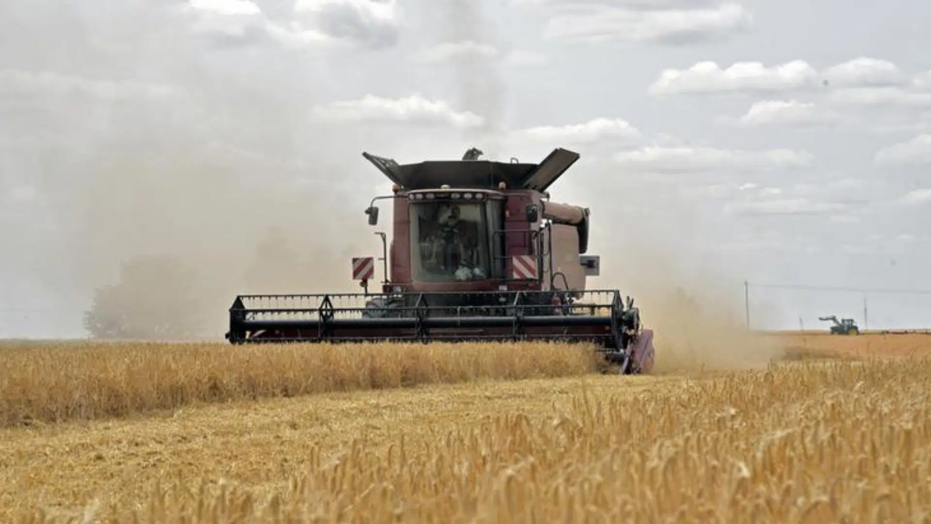 Blé : le ministère de l'Agriculture alerte sur la "pire récolte des 40 dernières années"