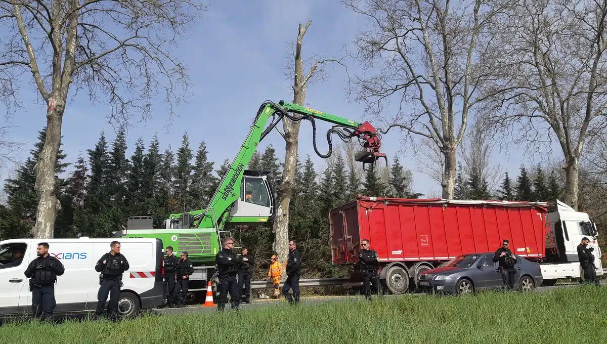 A69: près de 60 arbres abattus, malgré la présence d'opposants