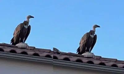 Sète : Un vautour fauve s'invite sur les toits du quartier du Barrou