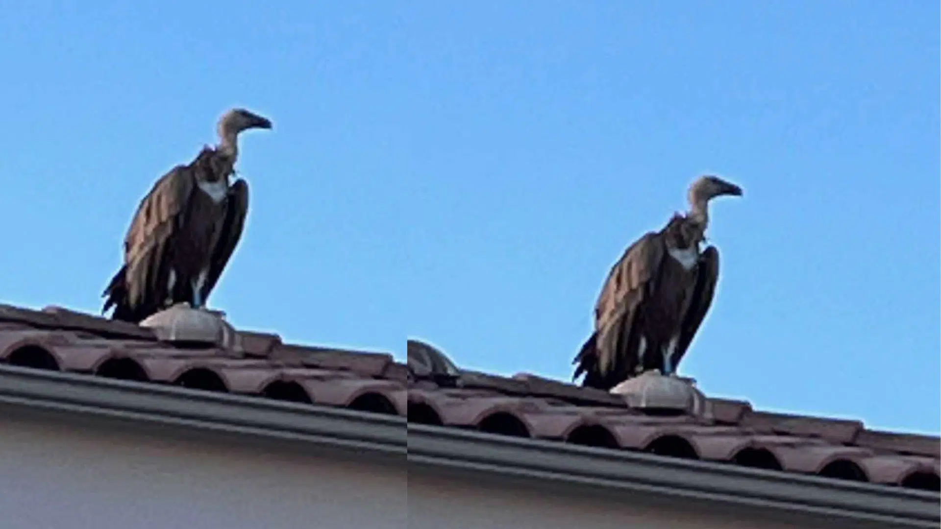 Sète : Un vautour fauve s'invite sur les toits du quartier du Barrou