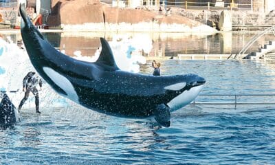 Marineland: le gouvernement s'oppose au transfert de deux orques au Japon