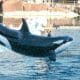 Marineland: le gouvernement s'oppose au transfert de deux orques au Japon