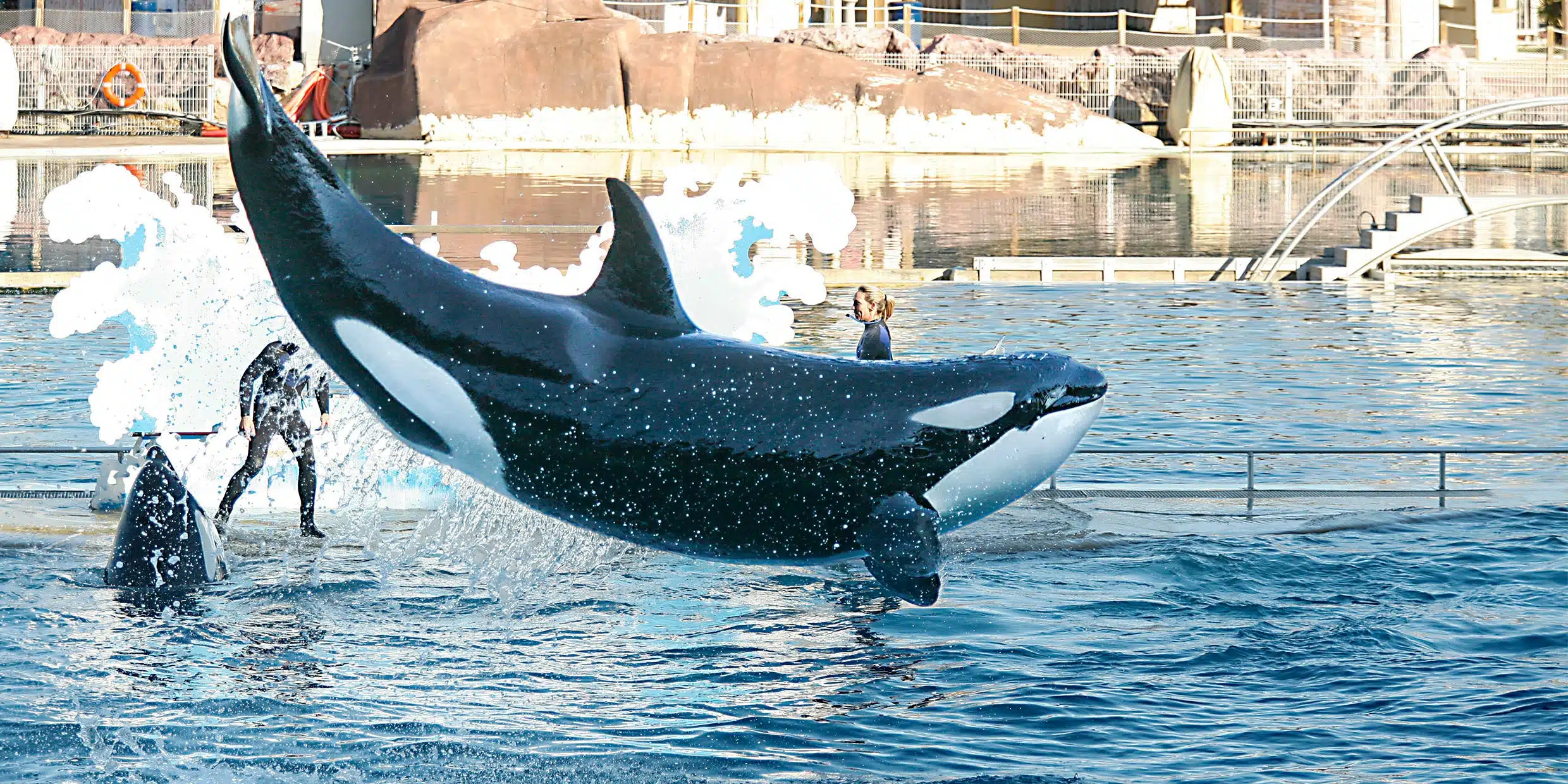 Marineland: le gouvernement s'oppose au transfert de deux orques au Japon