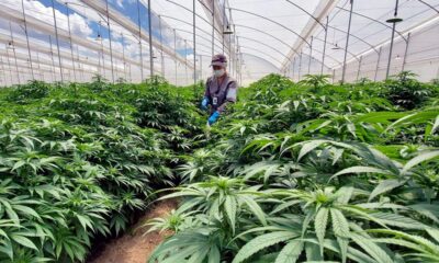 Le Portugal, fleuron européen du cannabis médical