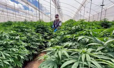 Le Portugal, fleuron européen du cannabis médical