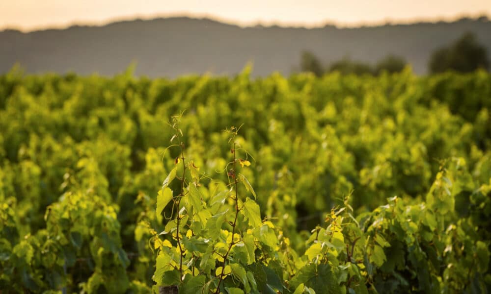 La filière viticole française présente les grandes lignes de son plan de relance