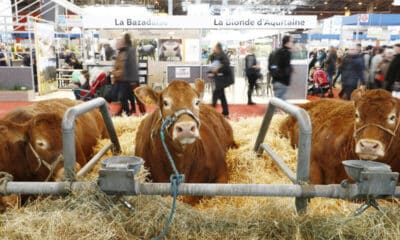 Le Salon de l'Agriculture 2025 ouvre ses portes à Paris
