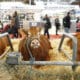 Le Salon de l'Agriculture 2025 ouvre ses portes à Paris