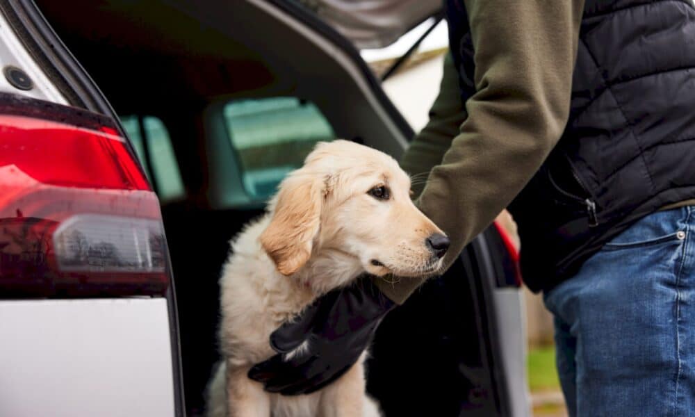 "Dog jacking": ce phénomène qui inquiète les propriétaires de chiens